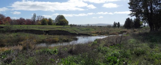 Restoring Native Vegetation along the Macquarie River.