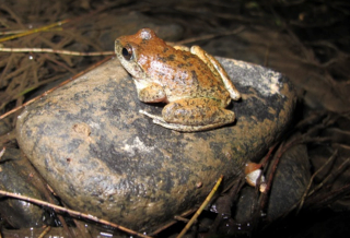 Booroolong Frog Monitoring Project – Bathurst Regional Council.