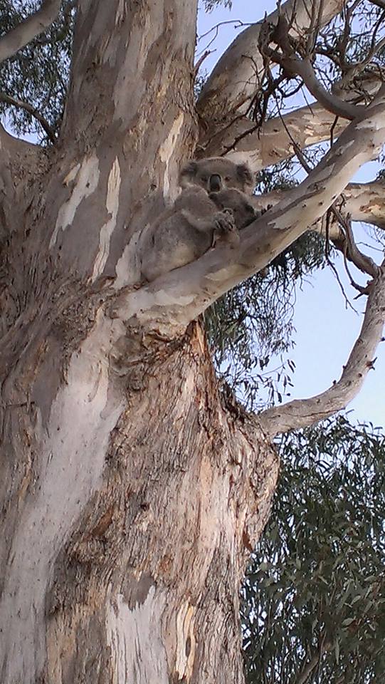 Koala Habitat Assessment