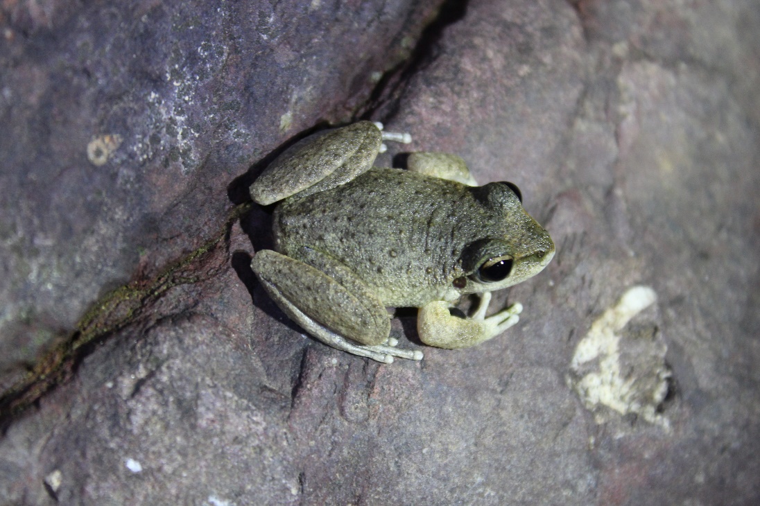 Biodiversity Assessment Frog