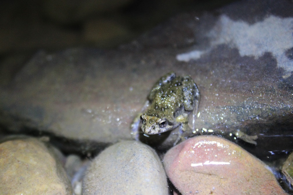 Frog Habitat Assessment